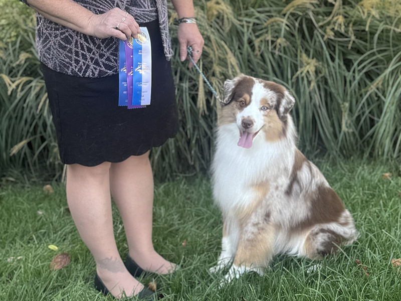 CH Crimson’s Blaze of Glory AX AXJ DCAT HIC winning a major title.