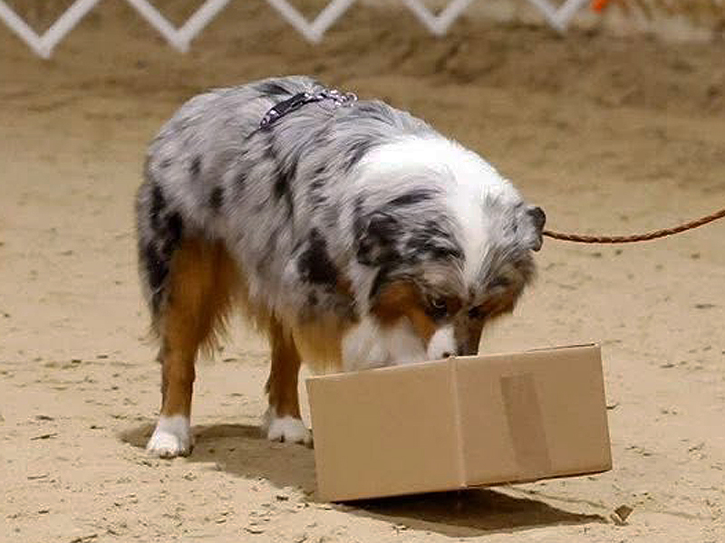 Gypsy doing scent work.