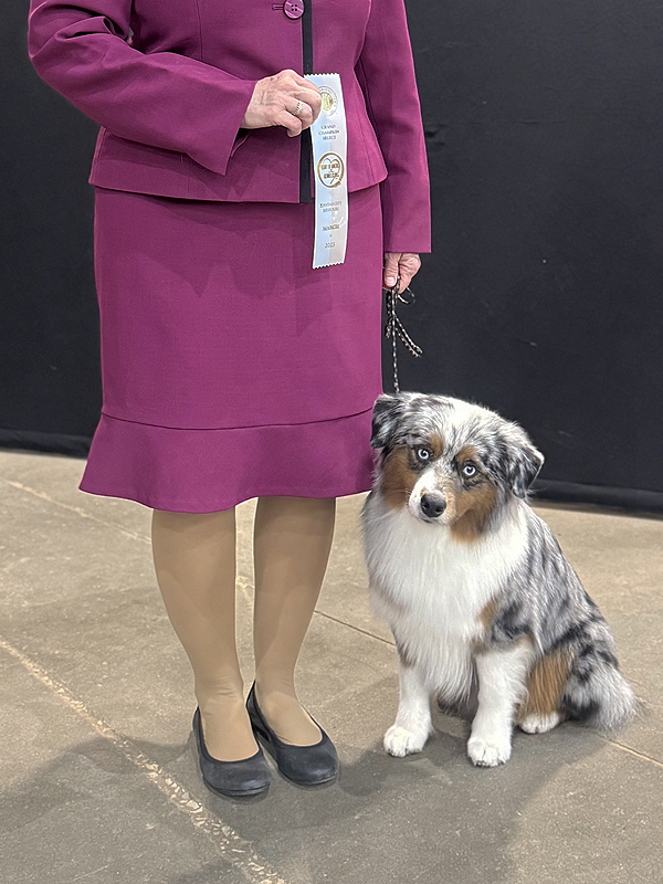 Gypsy earning a step to her Grand Championship.