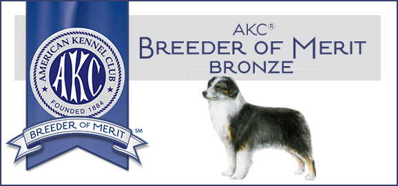 Crimson Miniature American Shepherds have been awarded Breeder of Merit Award from American Kennel Club. Crimson Miniature American Shepherds have been awarded the Breeder of Merit Award Bronze from American Kennel Club.