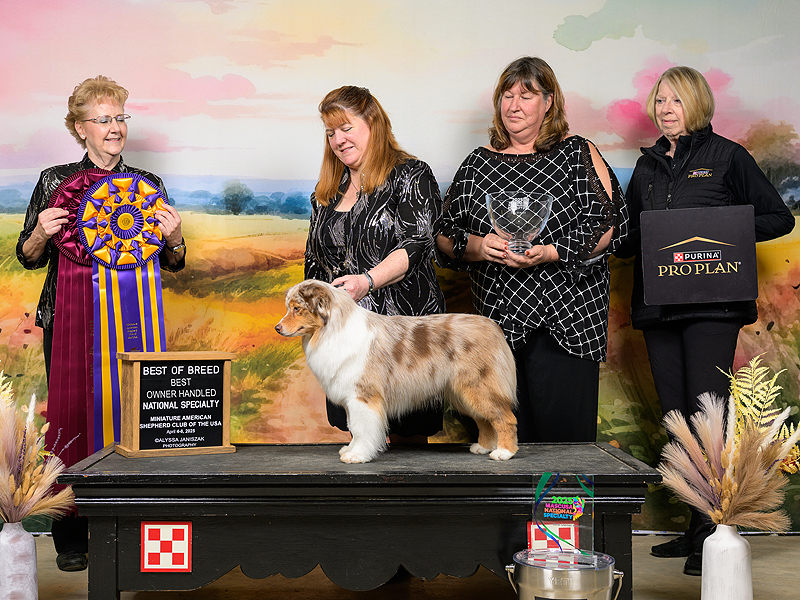 Naughty earning her Best Of Breed MASCUSA Nationals 2025 Naughty earning her Best Of Breed MASCUSA Nationals 2025