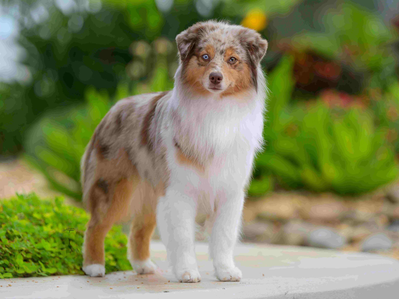 Naughty showing her pretty conformation. Naughty showing her pretty conformation.