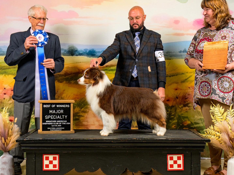 AM/CAN Ch. Pixielane’s Son Of An Icon earning his Championship.