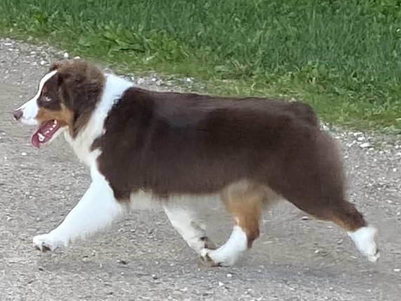 Sonny, a beautiful red tri male, showing his perfect gait. 
