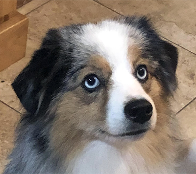 Ch. Woodridge Sunshine and Whiskey FDC BCAT CGC TKI&nbsp;is a feisty little girl who is very outgoing and athletic.