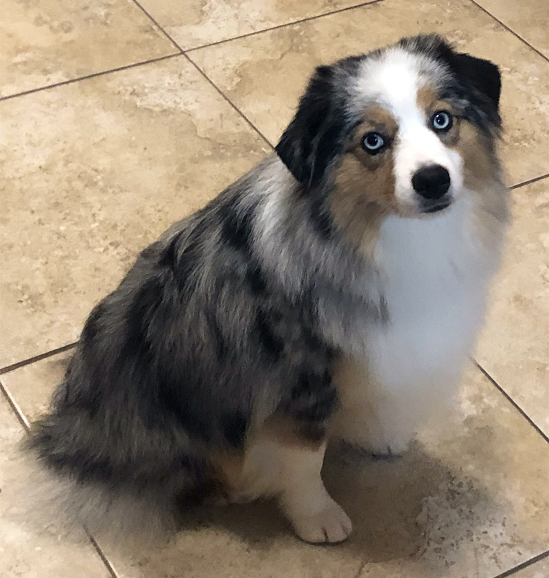 Sparkle is a pretty blue merle female Miniature American Shepherd with blue eyes. Sparkle is a pretty blue merle female Miniature American Shepherd with blue eyes.