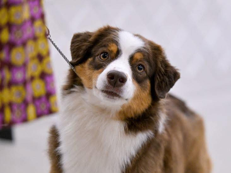 MACH RACH Crimson’s Hot Spring Running Through CedarWoods RM2 RAE2 MX MXB MXJ MJB FCAT2 TKA know as Spring.