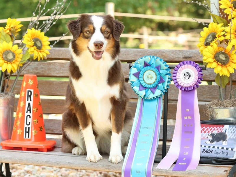 Spring is winning in the show ring.